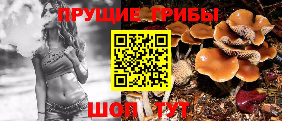 Галлюциногенные грибы Psilocybine cubensis Дербент